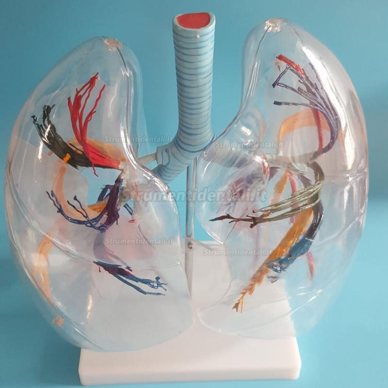 Trasparente Lung Model polmoni anatomia Lung Teaching Model la distribuzione dell' albero bronchiale